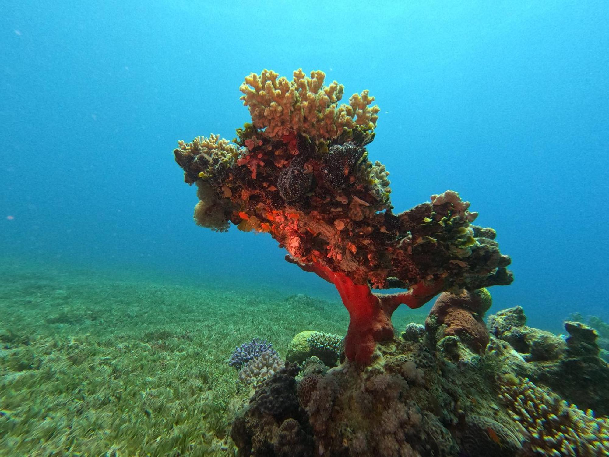 Aqaba Pro Divers מראה חיצוני תמונה