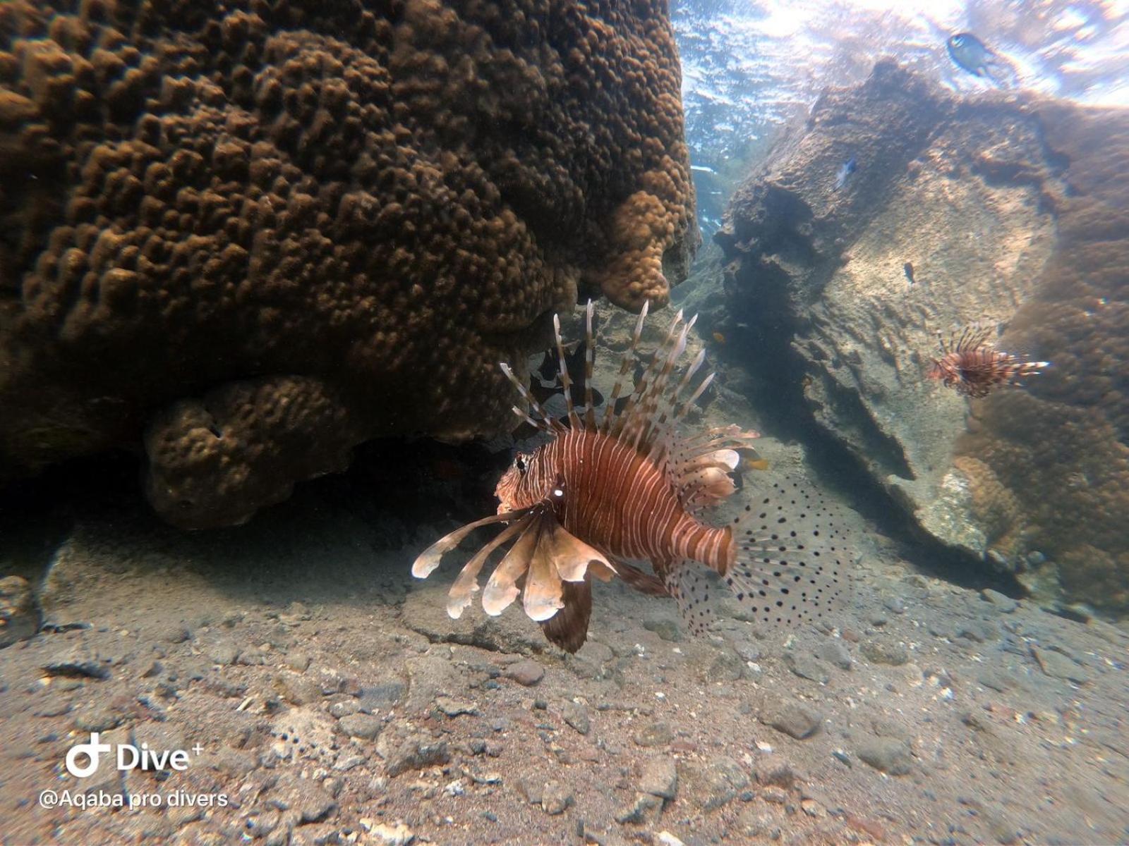 Aqaba Pro Divers מראה חיצוני תמונה